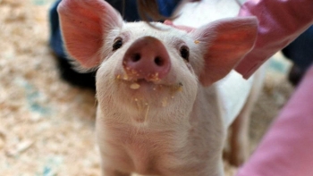 Giá heo hơi tại nhiều địa phương có xu hướng giảm