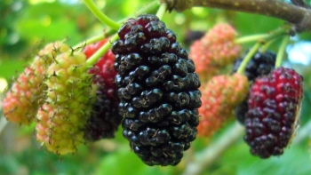 Dâu tằm – Loại quả quý hay “con dao hai lưỡi”?