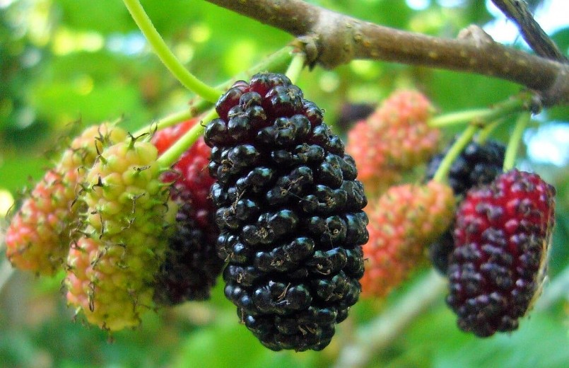 Dâu tằm (Morus alba) – loại quả dân dã quen thuộc.