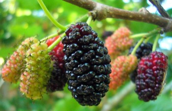 Dâu tằm – Loại quả quý hay “con dao hai lưỡi”?