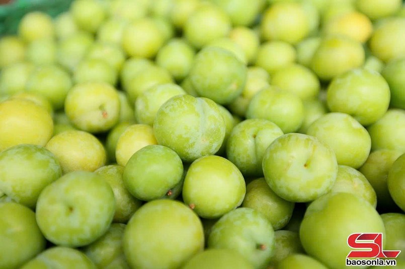 Thành phố vào mùa thu hoạch mận tam hoa Thành phố vào mùa thu hoạch mận tam hoa