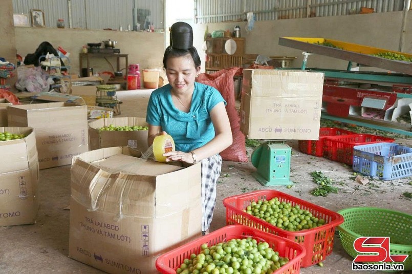 Thành phố vào mùa thu hoạch mận tam hoa Thành phố vào mùa thu hoạch mận tam hoa