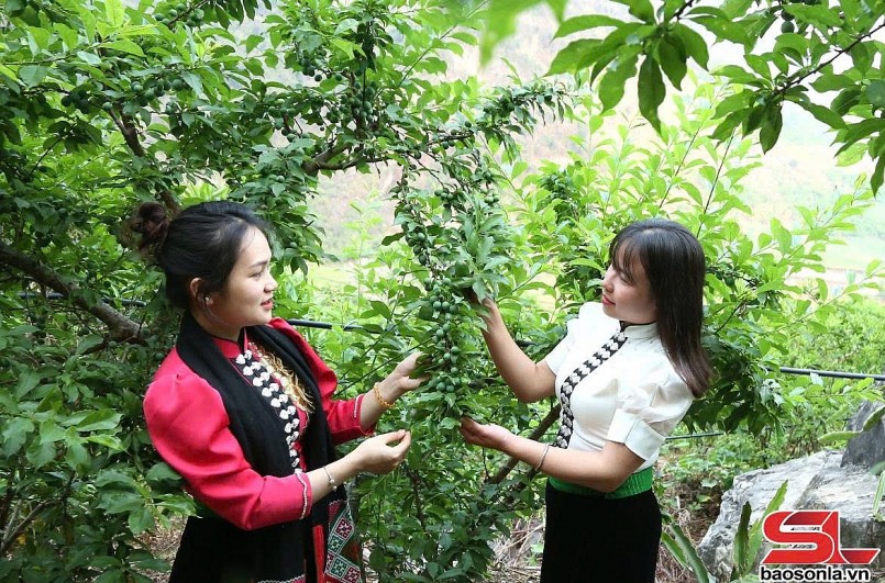 Thành phố vào mùa thu hoạch mận tam hoa Thành phố vào mùa thu hoạch mận tam hoa