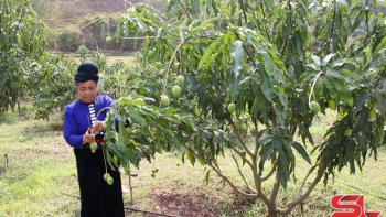 Nông dân Yên Châu tích cực chăm sóc xoài tròn