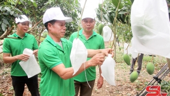 Mường La đưa cây ăn quả lên vùng đất dốc