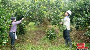 Phù Yên đẩy mạnh phát triển nông nghiệp hữu cơ