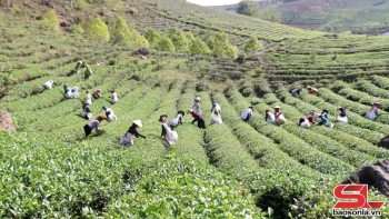 Khai thác lợi thế phát triển nông nghiệp bền vững