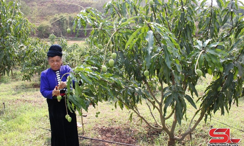 Nông dân xã Sặp Vạt chăm sóc xoài tròn.