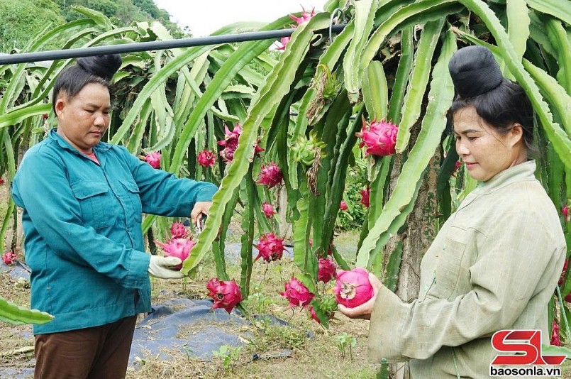 Nông dân xã Nà Bó, huyện Mai Sơn, thu hái thanh long.