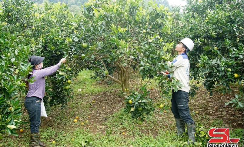 Nông dân xã Mường Thải, huyện Phù Yên, chăm sóc vườn cam theo hướng hữu cơ.