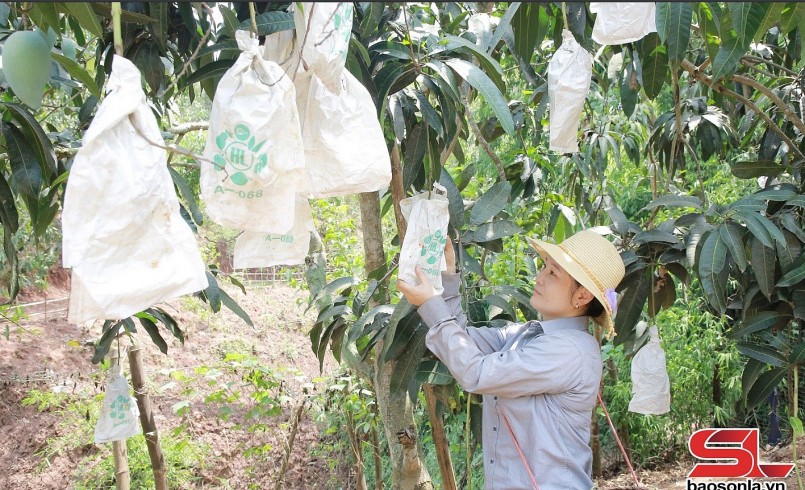 Nông dân xã Chiềng Hặc bao quả xoài Đài Loan.