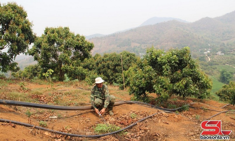 Thành viên HTX Hoa Mười, xã Chiềng Khoong, huyện Sông Mã, áp dụng hệ thống tưới tiết kiệm cho vườn nhãn. Thành viên HTX Hoa Mười, xã Chiềng Khoong, huyện Sông Mã, áp dụng hệ thống tưới tiết kiệm cho vườn nhãn.