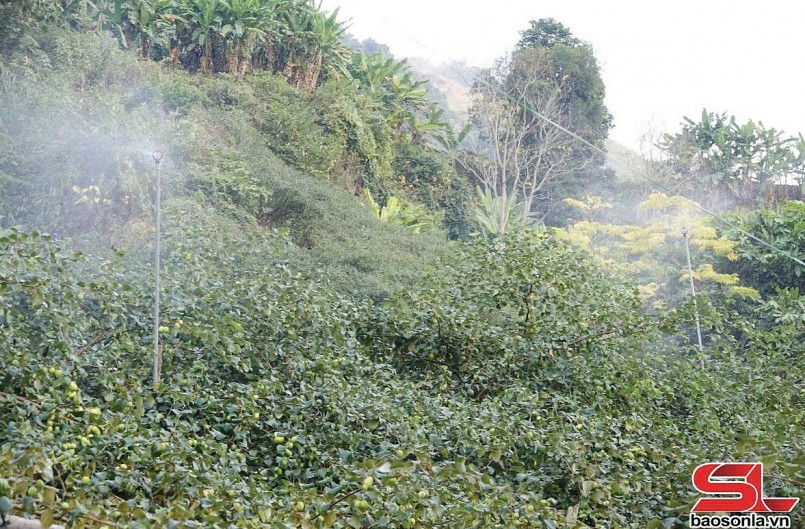 Vườn táo của nông dân xã Mường Bú, huyện Mường La, đầu tư hệ thống tưới phun.