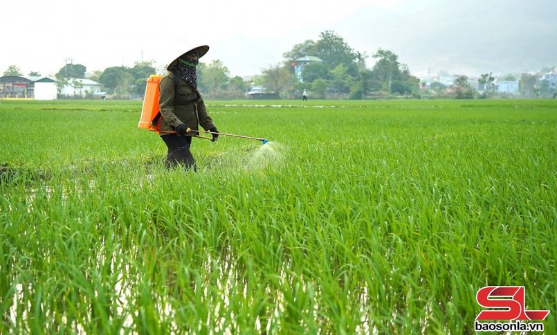 Nông dân tiểu khu Chiềng Thượng, thị trấn Quang Huy, huyện Phù Yên, sử dụng chế phẩm sinh học phòng, trừ sâu bệnh cho lúa.
