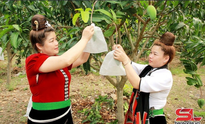 Nông dân xã Mường Bú bao quả cho xoài. Nông dân xã Mường Bú bao quả cho xoài.