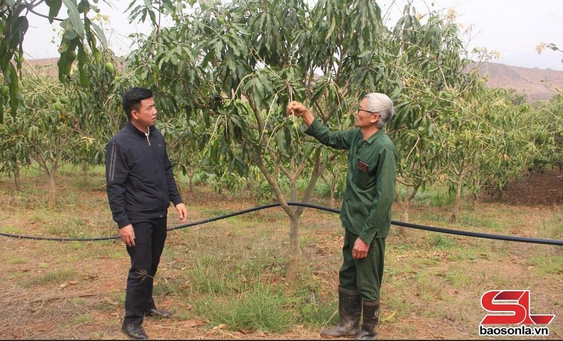 Cán bộ Trung tâm Dịch vụ nông nghiệp huyện Yên Châu kiểm tra tình hình sâu bệnh trên xoài tròn tại xã Chiềng Pằn.