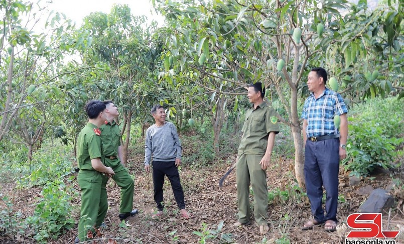 Mô hình trồng Xoài Đài Loan của nông dân bản Lâm, xã Chiềng San, huyện Mường La. Mô hình trồng Xoài Đài Loan của nông dân bản Lâm, xã Chiềng San, huyện Mường La.