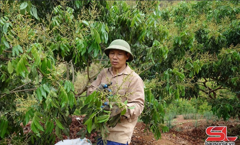 Nông dân xã Mường Bú, huyện Mường La, kiểm tra sâu bệnh trên cây nhãn. Nông dân xã Mường Bú, huyện Mường La, kiểm tra sâu bệnh trên cây nhãn.