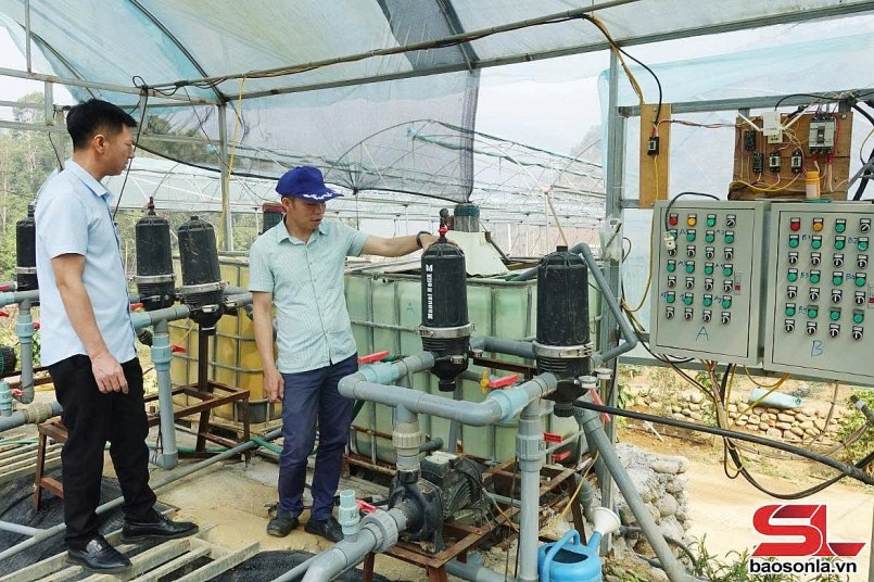 Hệ thống tưới nhỏ giọt của HTX rau, quả Ngọc Chiến, xã Ngọc Chiến, huyện Mường La.