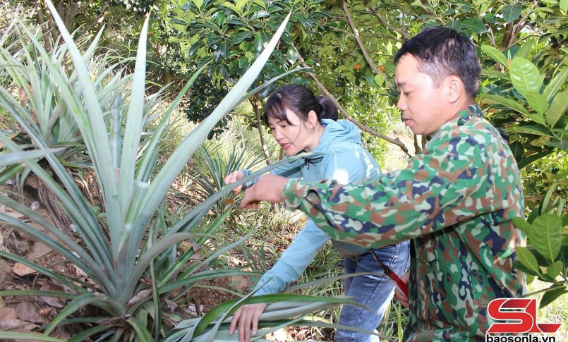 Thành viên HTX Minh Trọng, chăm sóc vườn dứa Queen. Thành viên HTX Minh Trọng, chăm sóc vườn dứa Queen.