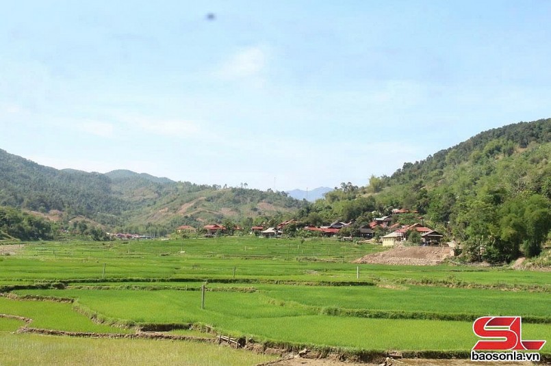 Cánh đồng lúa của xã Cà Nàng, huyện Quỳnh Nhai. Cánh đồng lúa của xã Cà Nàng, huyện Quỳnh Nhai.