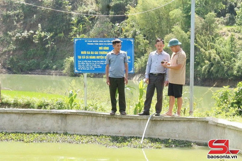 Mô hình nuôi ba ba gai tại xã Cà Nàng, huyện Quỳnh Nhai. Mô hình nuôi ba ba gai tại xã Cà Nàng, huyện Quỳnh Nhai.