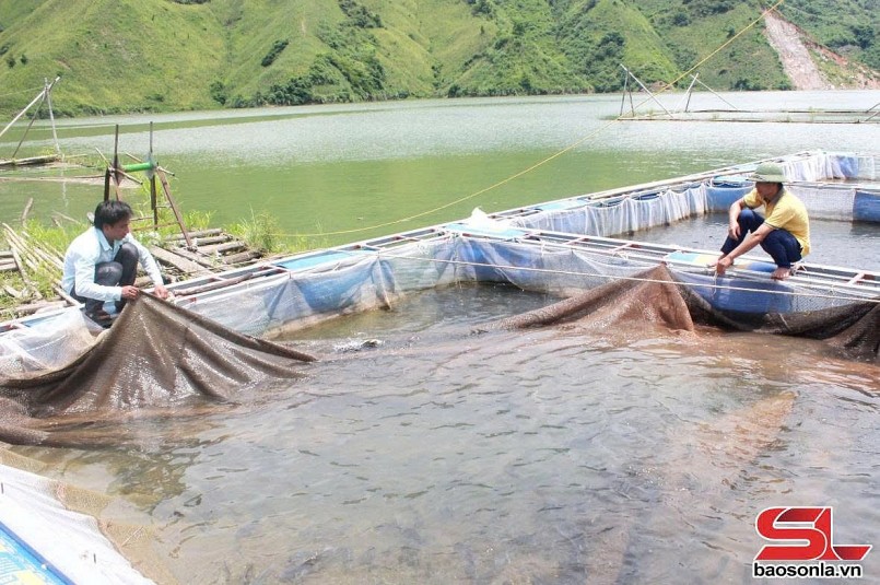Nông dân xã Liệp Tè, huyện Thuận Châu phát triển nghề nuôi cá lồng.
