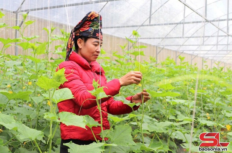 Mô hình trồng dưa trong nhà kính của nông dân xã Chiềng La, huyện Thuận Châu. 