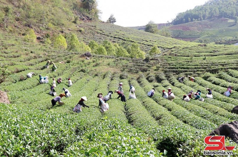 Sản xuất nông nghiệp xanh, bền vững ở Mường Sang Sản xuất nông nghiệp xanh, bền vững ở Mường Sang