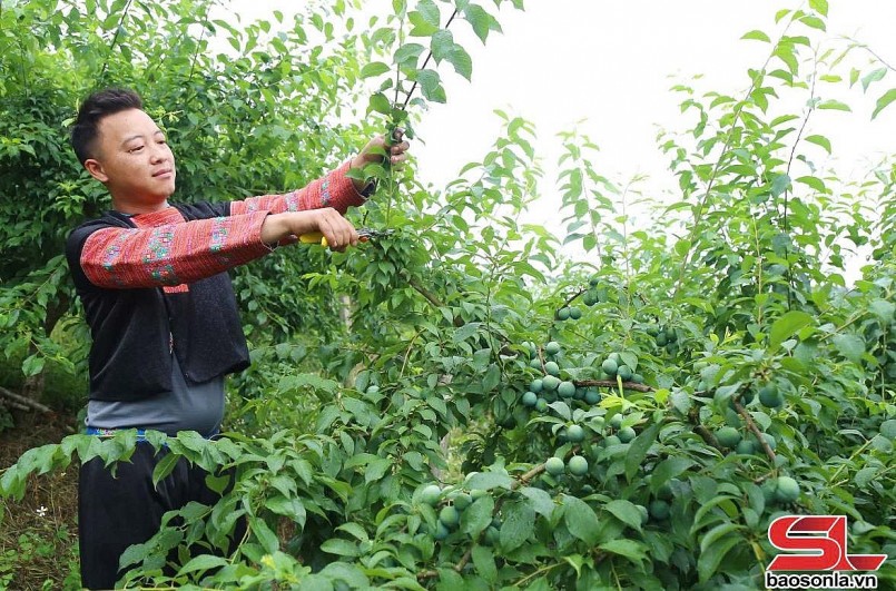 Vân Hồ tập trung chăm sóc cây ăn quả Vân Hồ tập trung chăm sóc cây ăn quả