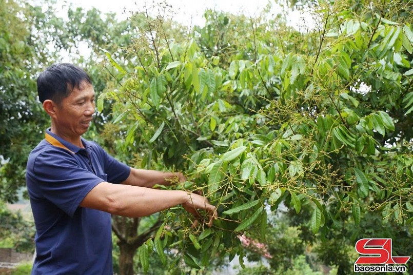 Vân Hồ tập trung chăm sóc cây ăn quả Vân Hồ tập trung chăm sóc cây ăn quả