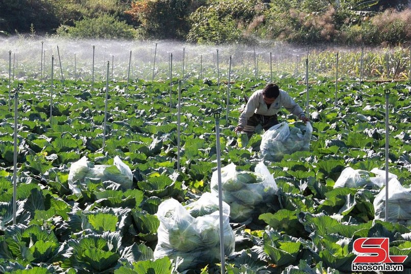 Sản xuất nông nghiệp xanh, bền vững ở Mường Sang Sản xuất nông nghiệp xanh, bền vững ở Mường Sang