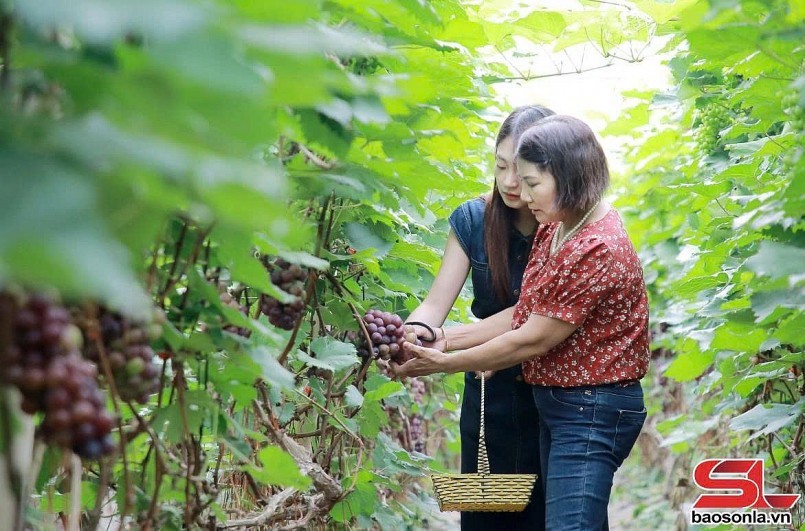 Sản xuất nông nghiệp xanh, bền vững ở Mường Sang Sản xuất nông nghiệp xanh, bền vững ở Mường Sang