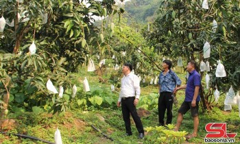 Sơn La: Huyện Mường La chủ động phương án tiêu thụ, xuất khẩu nông sản
