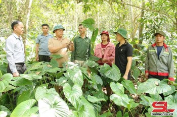 Cà Nàng chuyển hướng sản xuất nông nghiệp