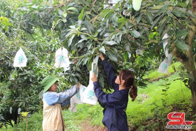 HTX Dịch vụ nông nghiệp xoài Sông Mã sử dụng túi bao quả. HTX Dịch vụ nông nghiệp xoài Sông Mã sử dụng túi bao quả.