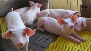Giá heo hơi tiếp tục ổn định trên toàn quốc