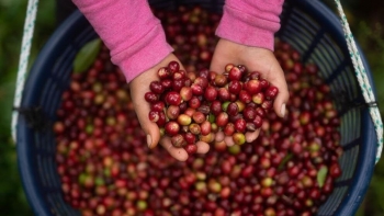 Giá cà phê ngày 25/6: Lao dốc mạnh do thời tiết thuận lợi tại Brazil