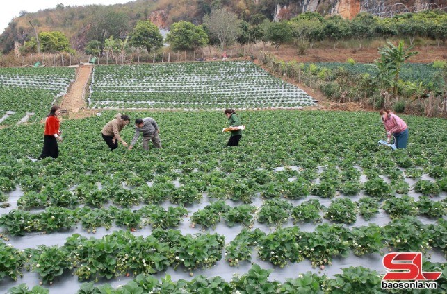 Nông dân phường Mường Sang, thị xã Mộc Châu mở rộng diện tích trồng dâu tây.
