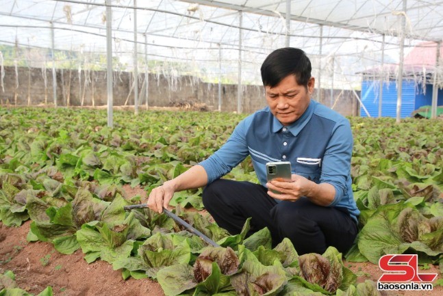 HTX nông nghiệp Dũng Tiến, phường Vân Sơn, thị xã Mộc Châu đầu tư phần mềm điều khiển hệ thống tưới nhỏ giọt qua điện thoại thông minh.