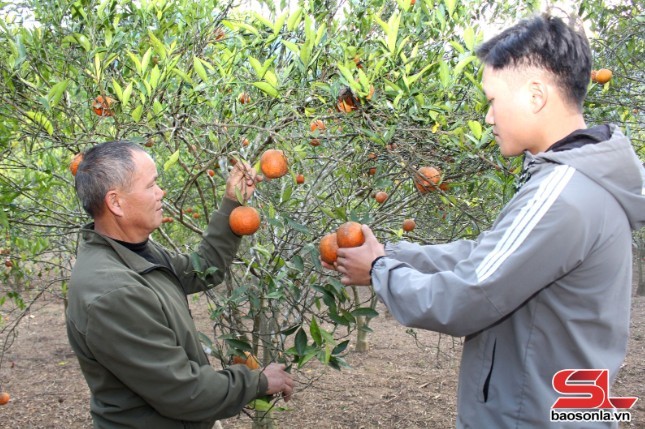 Nông dân bản Nà Mòn, xã Mường Và, huyện Sốp Cộp thu hoạch cam.   Ảnh: Trần Hiền