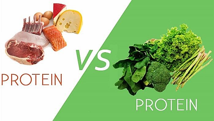 Có hai nguồn cung chính là protein động vật và protein thực vật.
