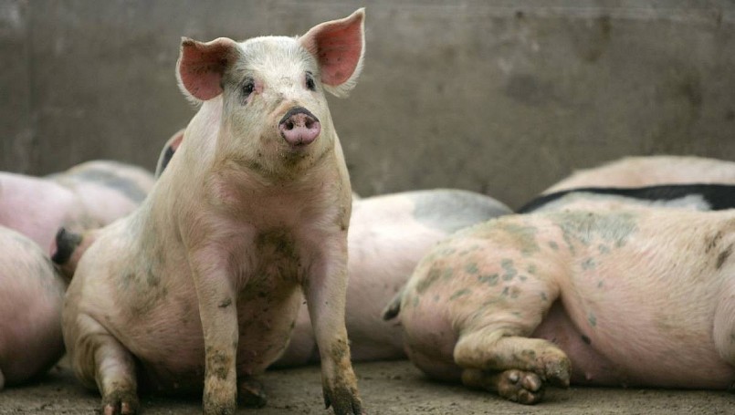 Giá heo hơi tại nhiều địa phương đồng loạt giảm, có nơi chạm ngưỡng 67.000 đồng/kg – mức thấp nhất từ đầu năm đến nay.