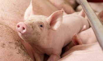 Giá heo hơi chạm mốc thấp nhất 67.000 đồng/kg