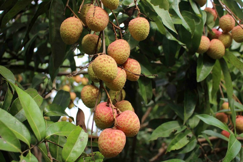 Tháng 6 là thời điểm vải thiều bước vào mùa thu hoạch