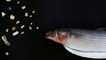 Vi nhựa trong căn bếp: Mối nguy âm thầm từ những vật dụng quen thuộc