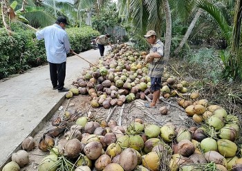 Ngành dừa tỷ đô và nghịch lý nhập khẩu