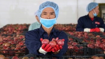 Hậu kiểm – “tấm vé giữ uy tín” cho nông sản Việt trên thị trường quốc tế