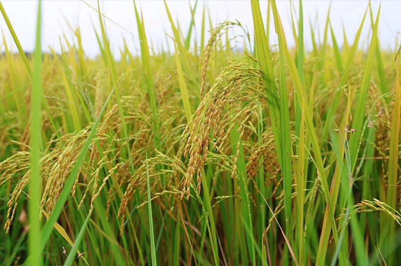 Chuyển đổi tư duy canh tác trong trồng trọt