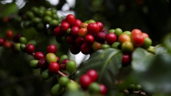 Giá cà phê phục hồi trên sàn quốc tế, giảm sâu trong nước